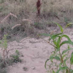 Persicaria lapathifolia (Pale Knotweed) at Paddys River, ACT - 18 Jan 2016 by MichaelBedingfield