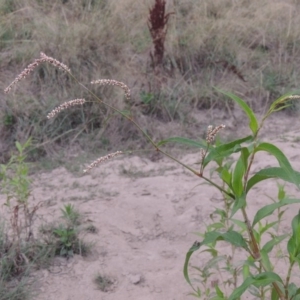 Persicaria lapathifolia at Paddys River, ACT - 18 Jan 2016