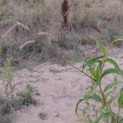 Persicaria lapathifolia (Pale Knotweed) at Pine Island to Point Hut - 18 Jan 2016 by michaelb