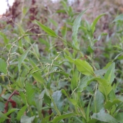 Persicaria hydropiper (Water Pepper) at Pine Island to Point Hut - 18 Jan 2016 by michaelb