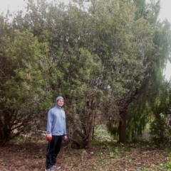 Olea europaea subsp. cuspidata (African Olive) at Hackett, ACT - 17 Apr 2016 by waltraud