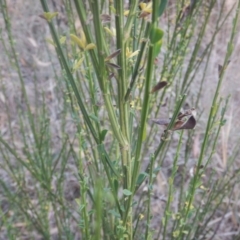 Cytisus scoparius subsp. scoparius (Scotch Broom, Broom, English Broom) at Campbell, ACT - 18 Apr 2016 by MichaelMulvaney