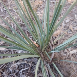 Dianella sp. aff. longifolia (Benambra) at Campbell, ACT - 18 Apr 2016