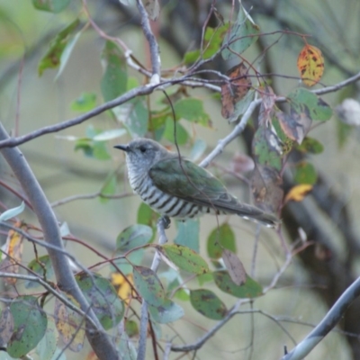 Chrysococcyx lucidus (Shining Bronze-Cuckoo) at Red Hill, ACT - 4 Mar 2016 by roymcd