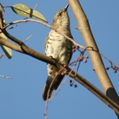 Chrysococcyx lucidus at Red Hill, ACT - 26 Feb 2016