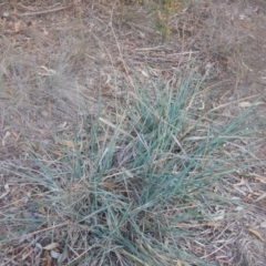 Dianella sp. aff. longifolia (Benambra) (Pale Flax Lily, Blue Flax Lily) at Campbell, ACT - 18 Apr 2016 by MichaelMulvaney