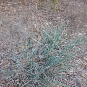 Dianella sp. aff. longifolia (Benambra) at Campbell, ACT - 18 Apr 2016 05:21 PM