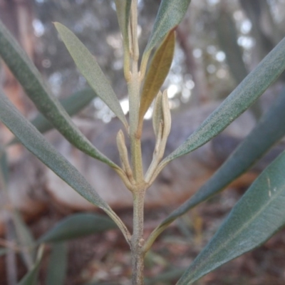 Olea europaea subsp. cuspidata (African Olive) at Campbell, ACT - 18 Apr 2016 by MichaelMulvaney