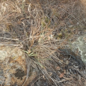 Dianella sp. aff. longifolia (Benambra) at Campbell, ACT - 18 Apr 2016 05:46 PM