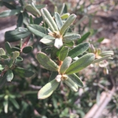 Pyracantha angustifolia at Majura, ACT - 19 Apr 2016 04:39 PM