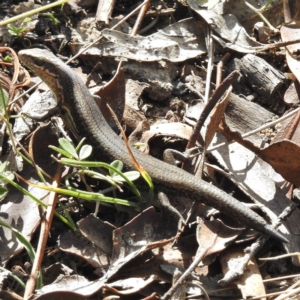 Pseudemoia entrecasteauxii at Mount Clear, ACT - 19 Apr 2016 12:00 AM