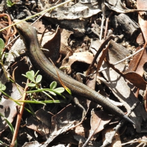 Pseudemoia entrecasteauxii at Mount Clear, ACT - 19 Apr 2016 12:00 AM