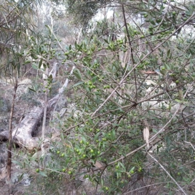 Olea europaea subsp. cuspidata (African Olive) at Hackett, ACT - 19 Apr 2016 by waltraud