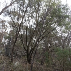 Olea europaea subsp. cuspidata at Hackett, ACT - 19 Apr 2016