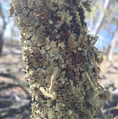 Usnea sp. (genus) (Bearded lichen) at Mount Majura - 20 Apr 2016 by AaronClausen