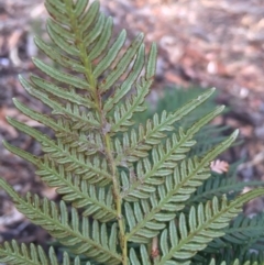 Pteridium esculentum (Bracken) at Majura, ACT - 20 Apr 2016 by AaronClausen