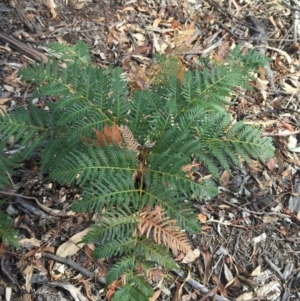 Pteridium esculentum at Majura, ACT - 20 Apr 2016 01:42 PM