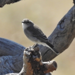 Microeca fascinans (Jacky Winter) at Paddys River, ACT - 19 Apr 2016 by JohnBundock