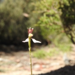 Eriochilus cucullatus (Parson's Bands) at Tennent, ACT - 20 Apr 2016 by RyuCallaway