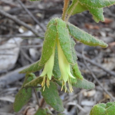 Correa reflexa var. reflexa (Common Correa, Native Fuchsia) at Tennent, ACT - 20 Apr 2016 by ArcherCallaway
