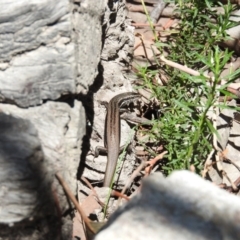 Morethia boulengeri (Boulenger's Skink) at Tennent, ACT - 20 Apr 2016 by ArcherCallaway