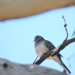 Geopelia placida (Peaceful Dove) at Paddys River, ACT - 20 Apr 2016 by RyuCallaway