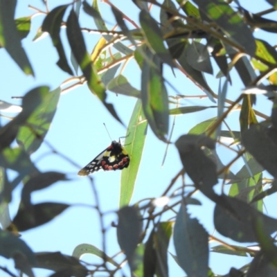 Delias aganippe (Spotted Jezebel) at Fadden, ACT - 19 Apr 2016 by ArcherCallaway