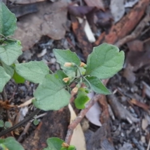 Solanum nigrum at Fadden, ACT - 19 Apr 2016 08:01 AM