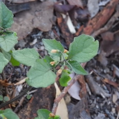 Solanum nigrum (Black Nightshade) at Fadden, ACT - 19 Apr 2016 by ArcherCallaway