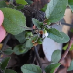 Solanum nigrum at Fadden, ACT - 19 Apr 2016 08:01 AM