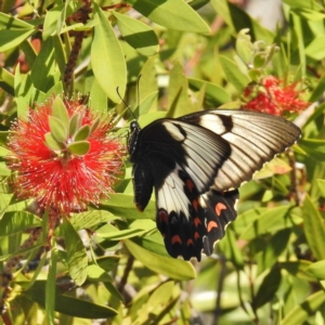 Papilio aegeus at Wanniassa, ACT - 21 Apr 2016