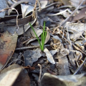 Diuris chryseopsis at Belconnen, ACT - 21 Apr 2016