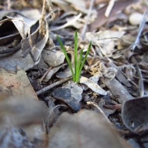 Diuris chryseopsis at Belconnen, ACT - 21 Apr 2016