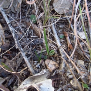 Diplodium truncatum at Belconnen, ACT - suppressed