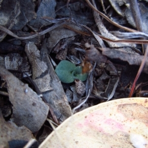 Diplodium truncatum at Belconnen, ACT - suppressed