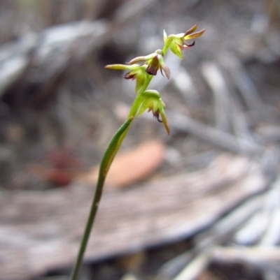 Corunastylis clivicola (Rufous midge orchid) at Cook, ACT - 21 Apr 2016 by CathB