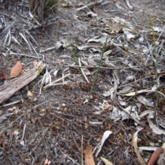 Corunastylis clivicola at Cook, ACT - 21 Apr 2016