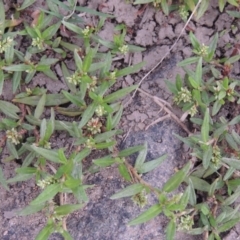 Persicaria prostrata (Creeping Knotweed) at Pine Island to Point Hut - 18 Jan 2016 by michaelb