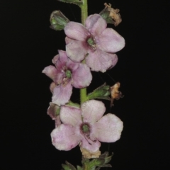 Verbascum sp. (Mullein) at Bonython, ACT - 18 Jan 2016 by MichaelBedingfield