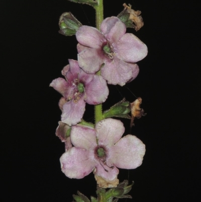 Verbascum sp. (Mullein) at Pine Island to Point Hut - 18 Jan 2016 by michaelb