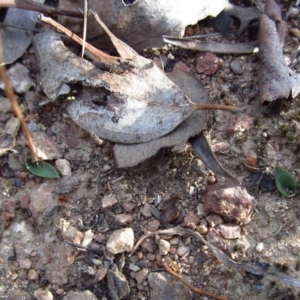 Eriochilus cucullatus at Cook, ACT - suppressed