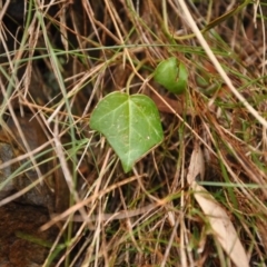 Hedera sp. (helix or hibernica) (Ivy) at Acton, ACT - 22 Apr 2016 by MattM