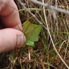 Hedera sp. (helix or hibernica) at Black Mountain - 22 Apr 2016 12:00 AM