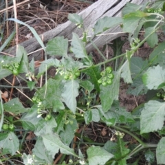 Solanum nodiflorum (Glossy Nightshade) at Molonglo River Reserve - 21 Apr 2016 by ArcherCallaway