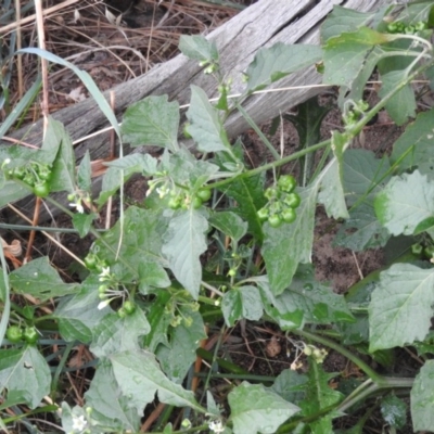 Solanum nodiflorum (Glossy Nightshade) at Belconnen, ACT - 21 Apr 2016 by RyuCallaway