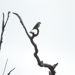 Stagonopleura guttata at Molonglo River Reserve - 22 Apr 2016