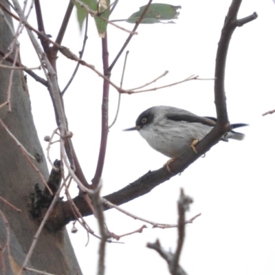 Daphoenositta chrysoptera (Varied Sittella) at Molonglo River Reserve - 22 Apr 2016 by RyuCallaway