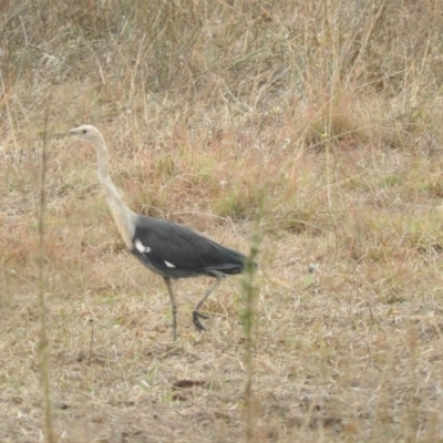Ardea pacifica (White-necked Heron) at Belconnen, ACT - 22 Apr 2016 by ArcherCallaway