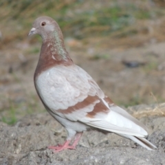 Columba livia (Rock Dove (Feral Pigeon)) at Tuggeranong Creek to Monash Grassland - 10 Apr 2016 by michaelb