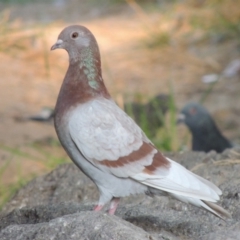 Columba livia at Monash, ACT - 11 Apr 2016